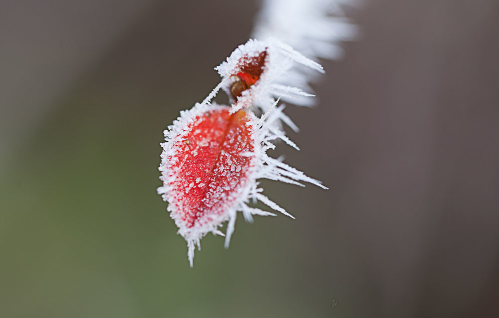 Frostkrystaller – Hella Jungquist