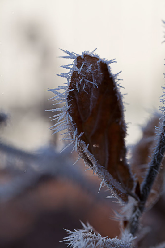 Frostkrystaller – Hella Jungquist