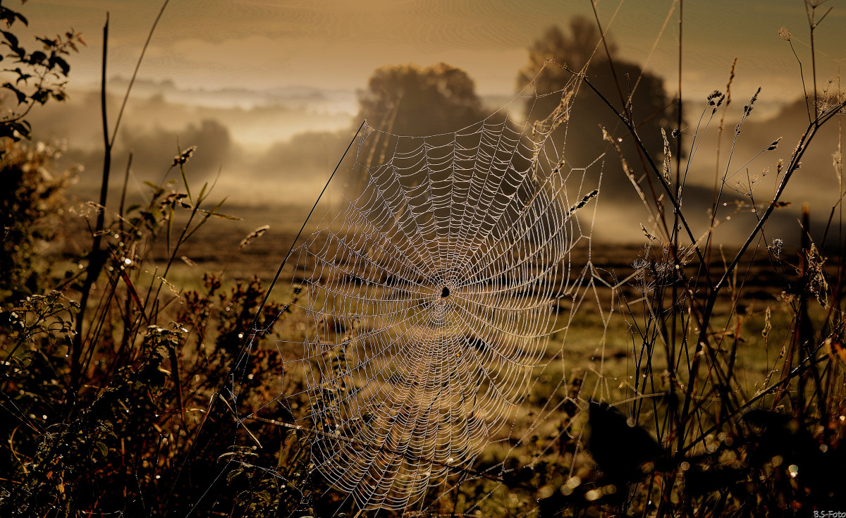 Tidlig morgen... – Benthe Sørensen