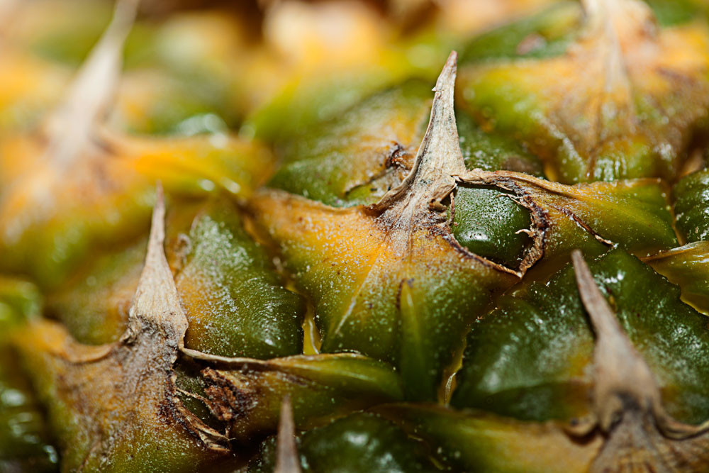 Ananas – Hella Jungquist