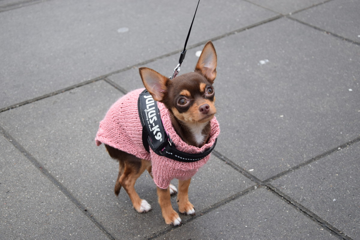 Chihuahua – Torben Byfoged