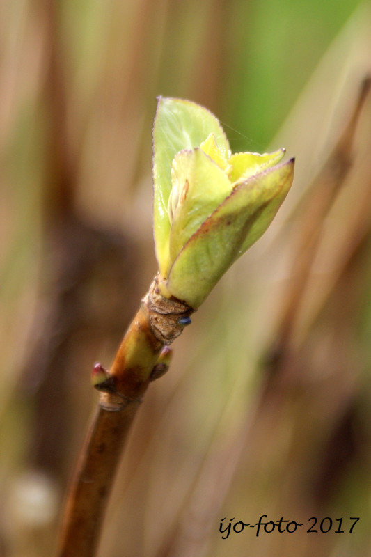 hortensia knop – Inge Johannsen