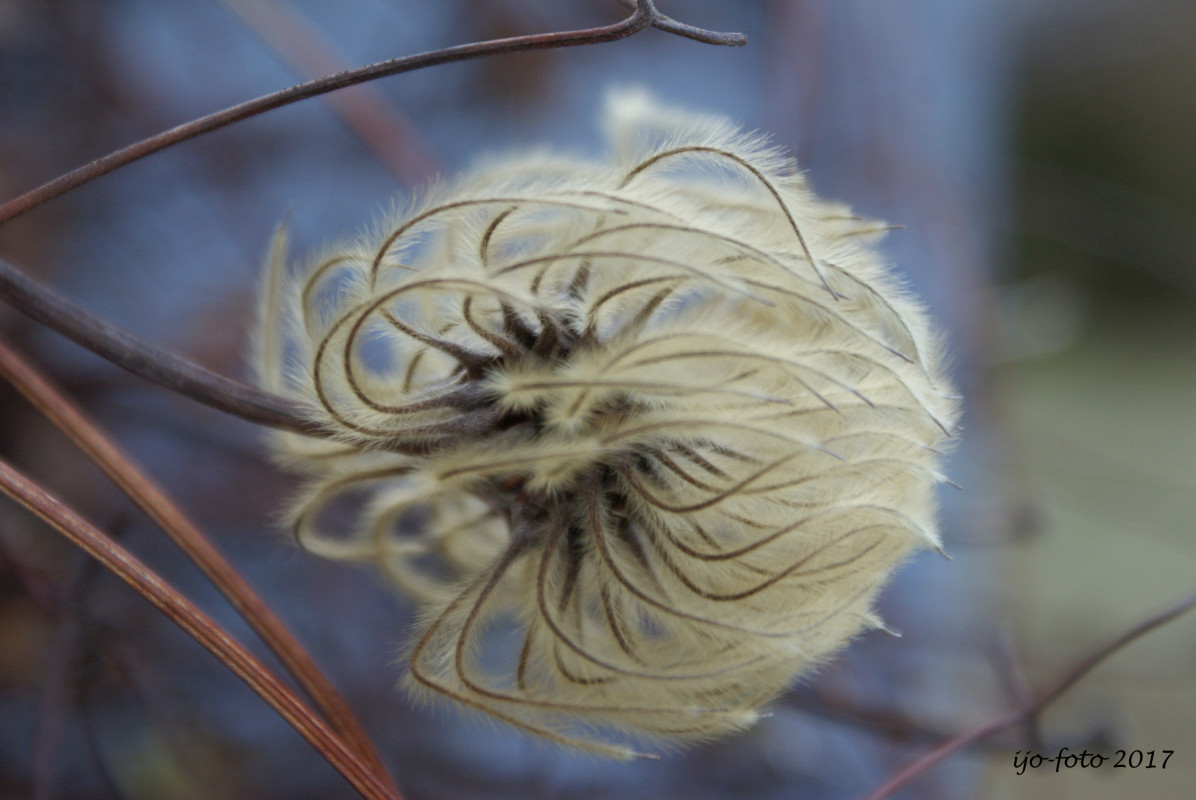 klematis bold – Inge Johannsen