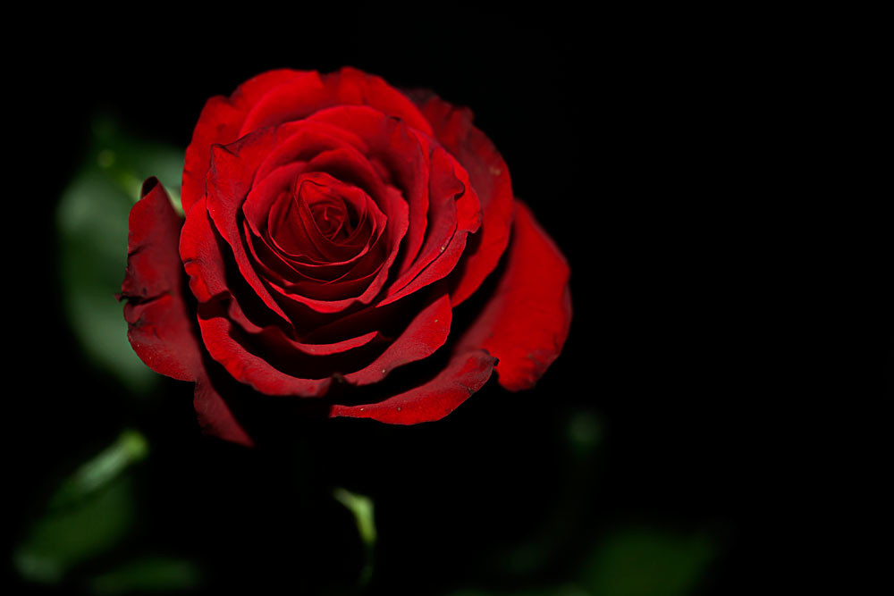 . Rose is a Rose is a Rose is a Rose – Hella Jungquist