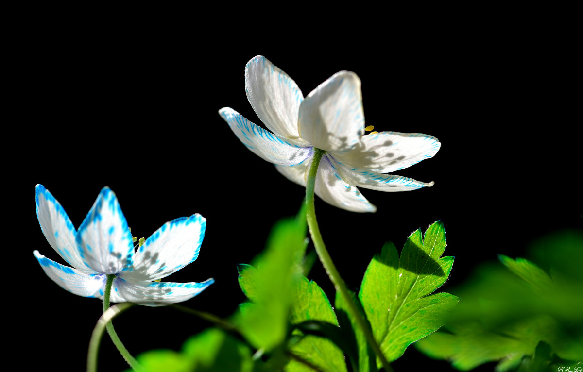 Du lille Anemone..... – Benthe Sørensen
