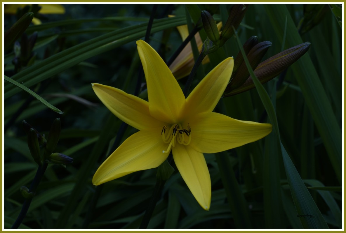 _DSC4457 – Arne Dyhrberg