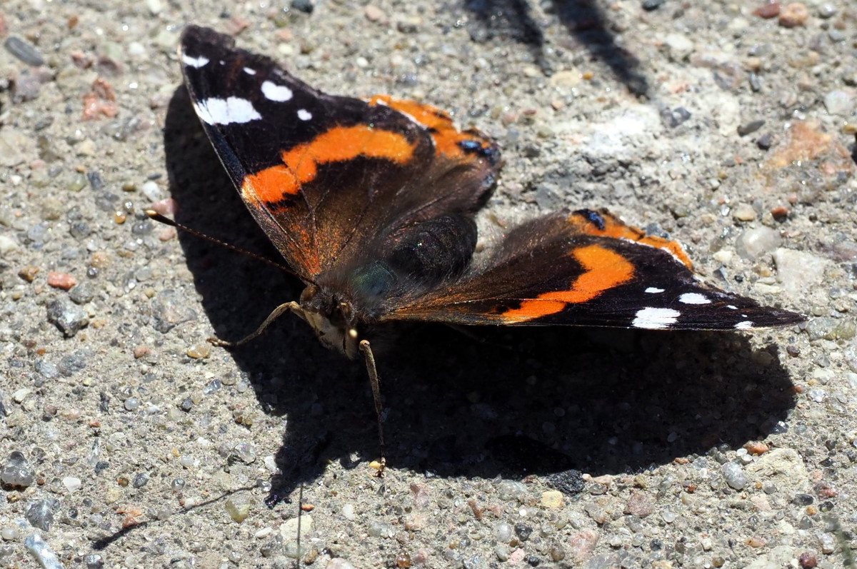 Sommer "Fugl" – verner baumann
