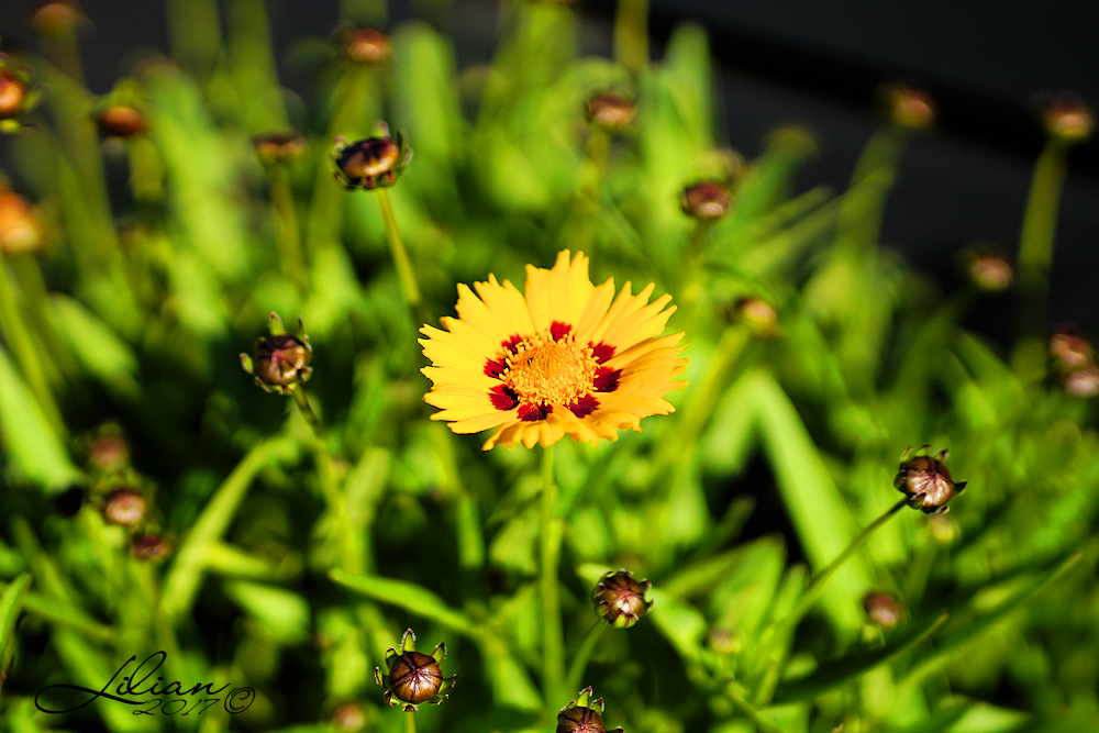 Aftensol... –  Lilian Meldgaard