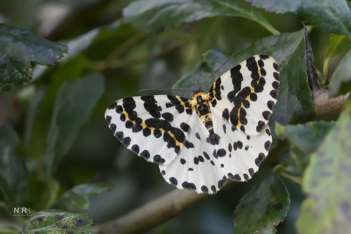 Stikkelsbærmåler (Harlekin) – niels-ole ravn hansen
