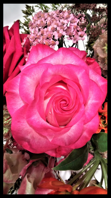 Rose – Inge Johannsen