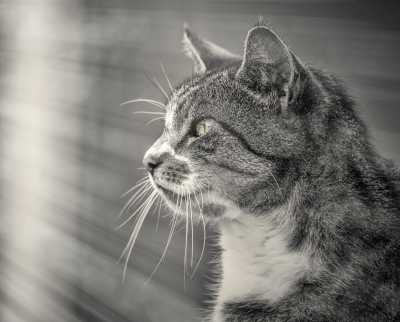 Katten Cat