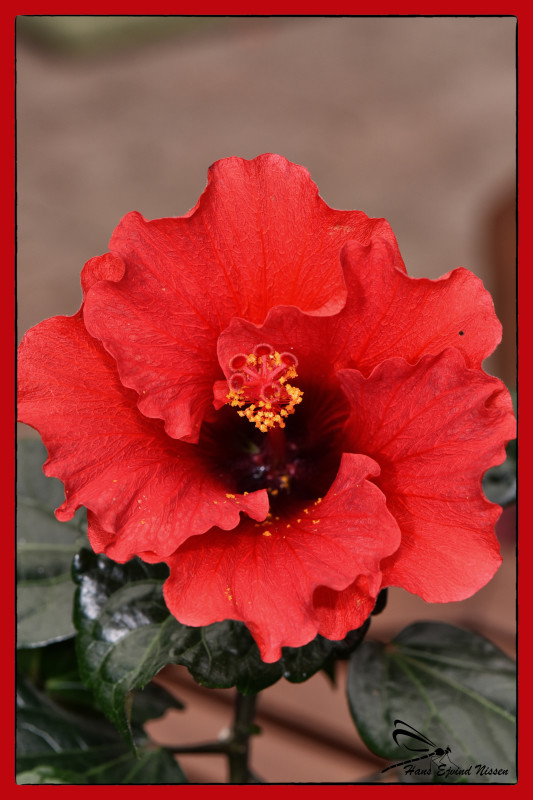 en Hawaiiblomst – Hans Ejvind Nissen