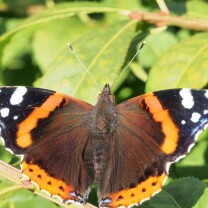 Sensommer sommerfugl