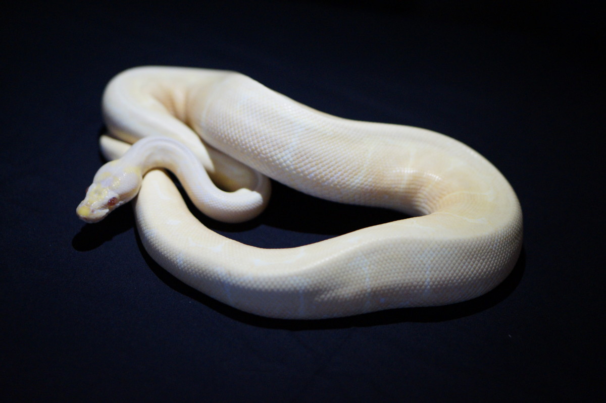 Alo the snake  – Birthe Lippert Christensen