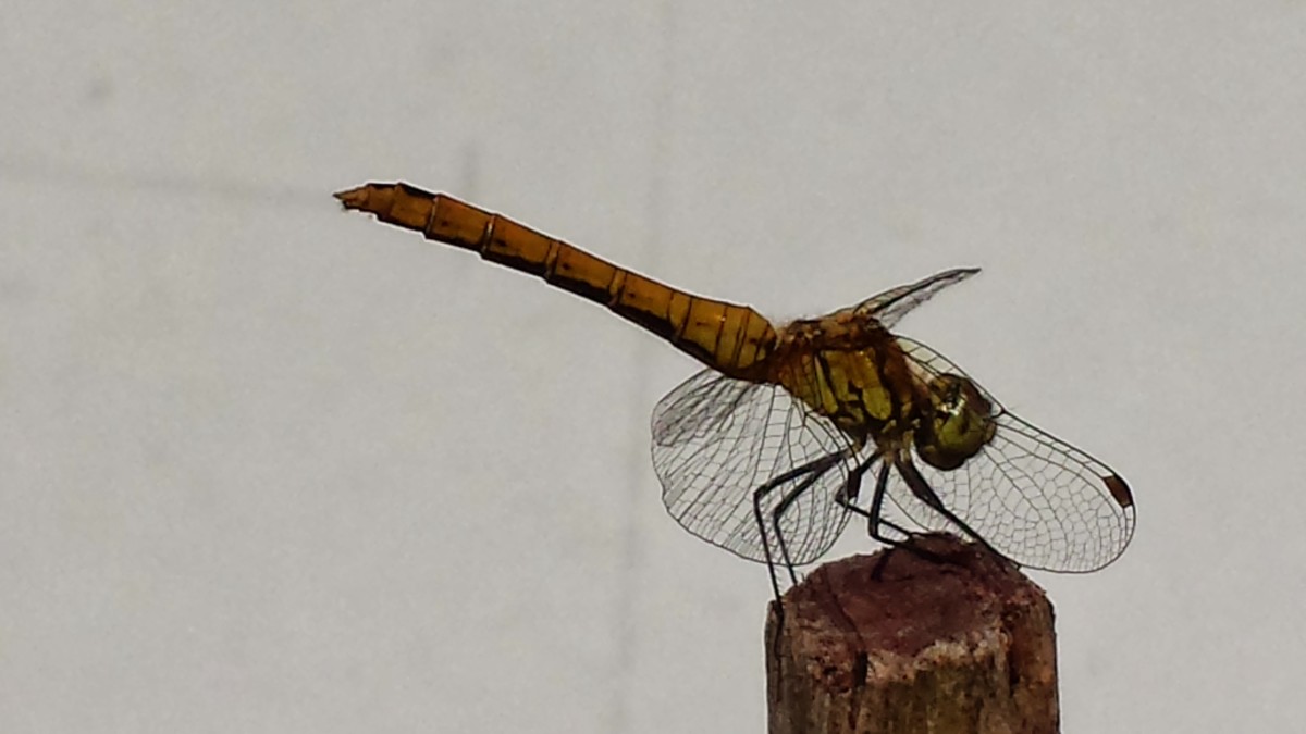 20130720_151238 – Majbritt Dungart