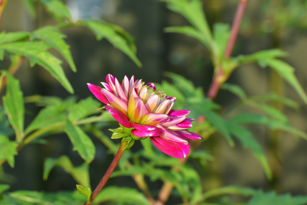 en blomst fra min have  – Hans Ejvind Nissen