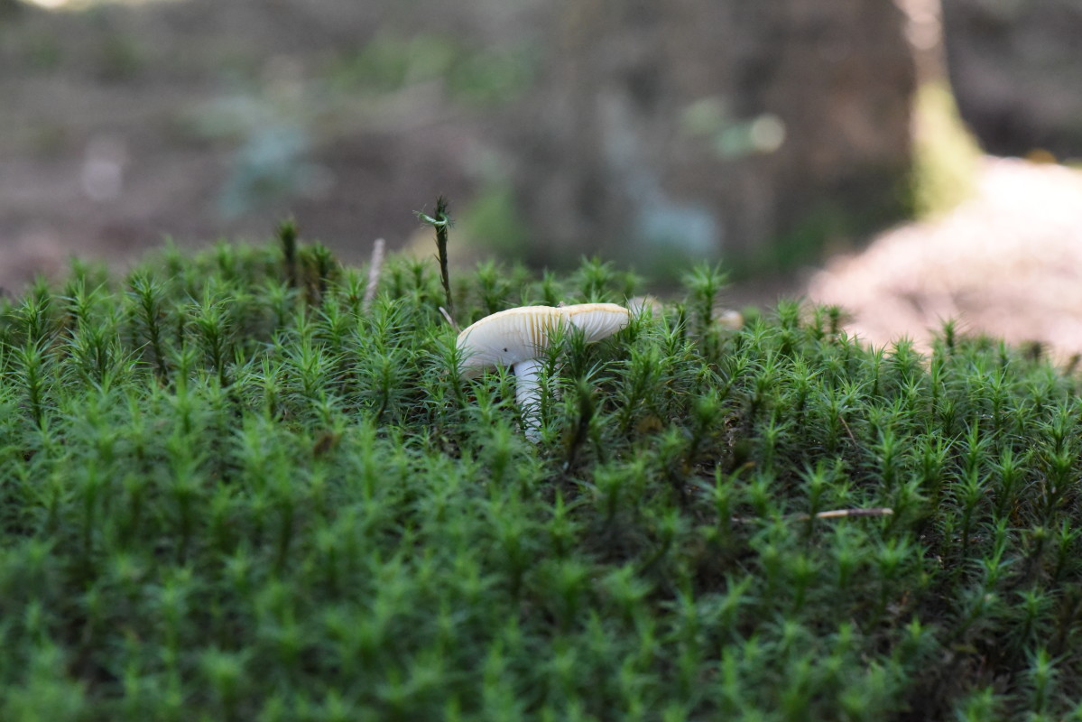 DSC_5506 – Hans Ejvind Nissen