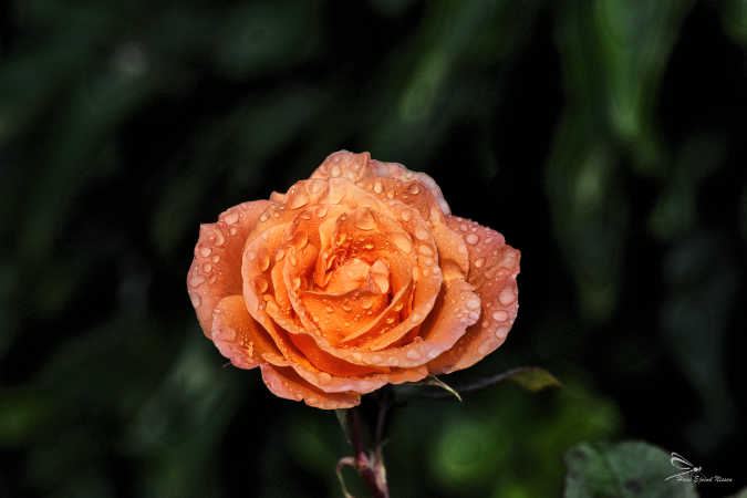 DSC_8190-1