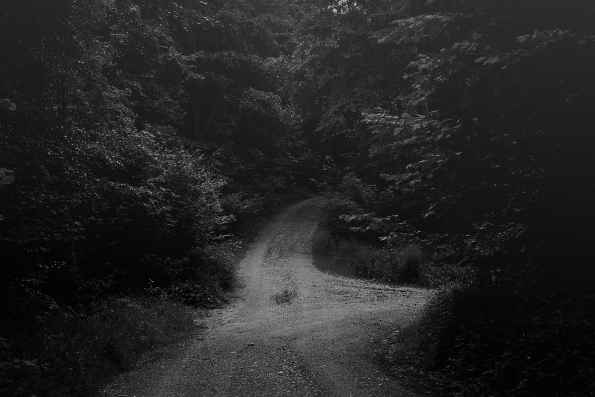 Into the forest secrets – Stefano Livi