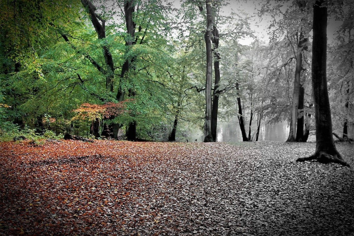 Black and White  – Jimmi Lützhøft