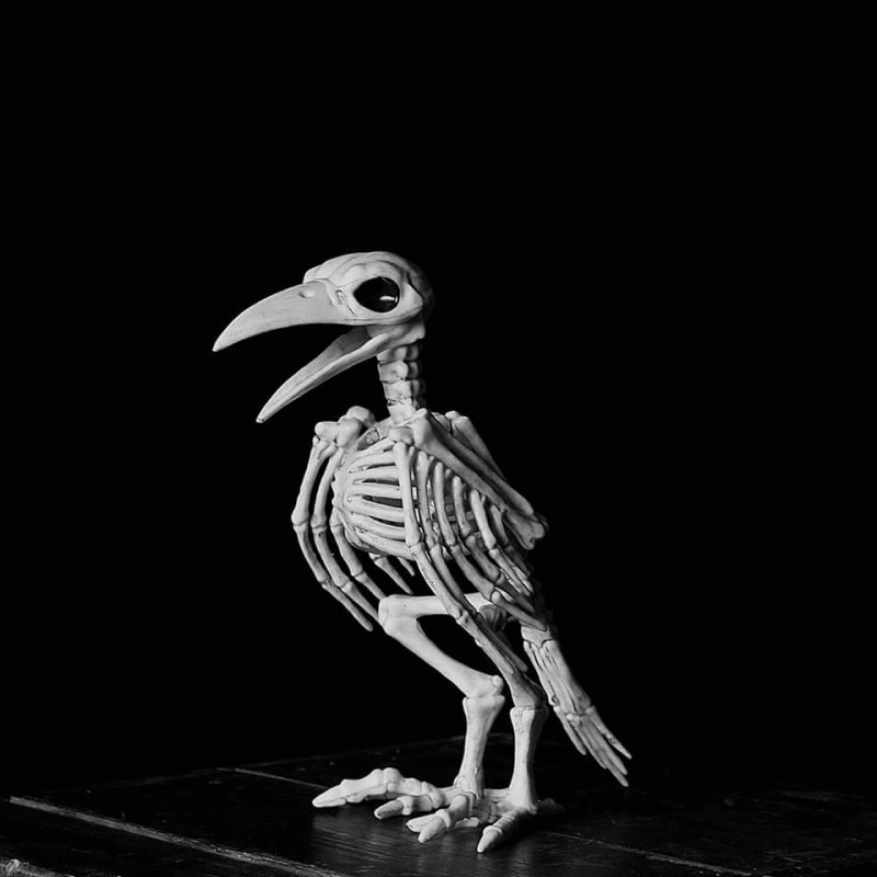Old bird  – Jimmi Lützhøft