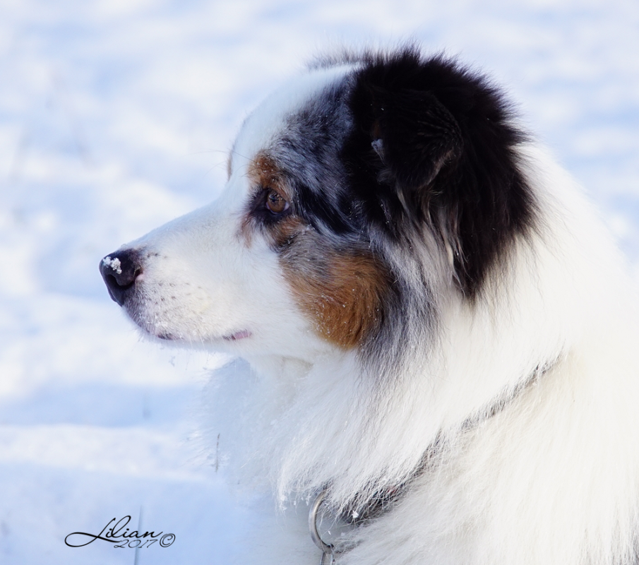 jogge i sne –  Lilian Meldgaard