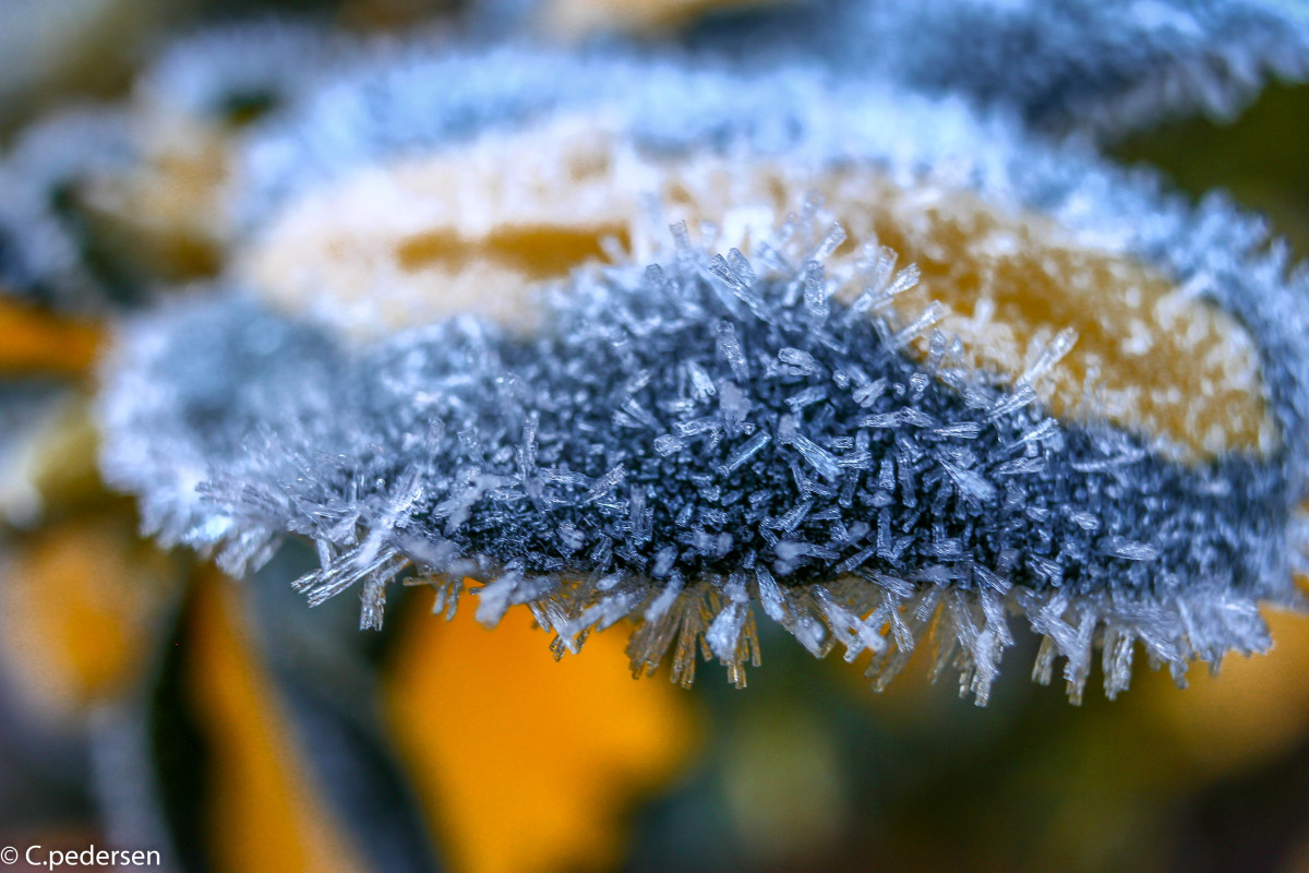 frost  – Christoffer Pedersen