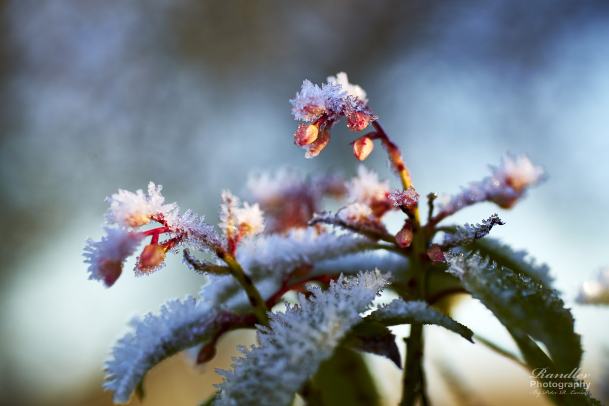 Frost i haven – Peter R. Larsen 