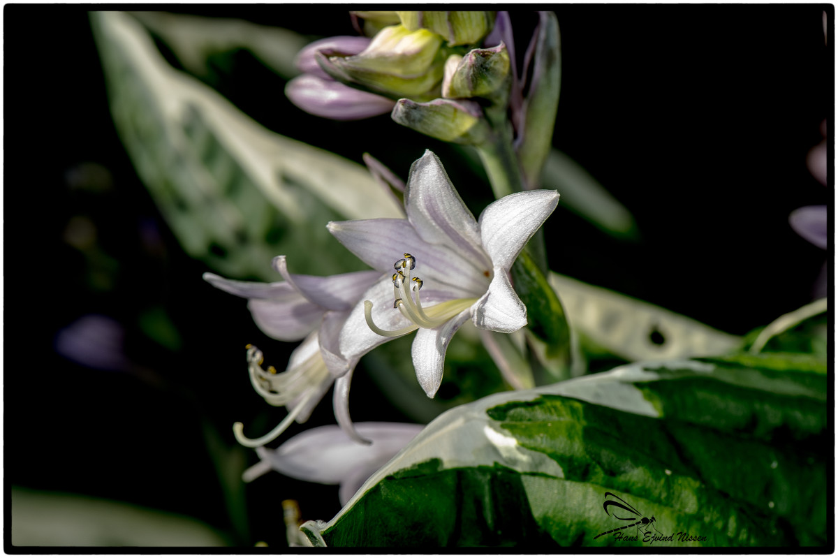 en blomst  – Hans Ejvind Nissen