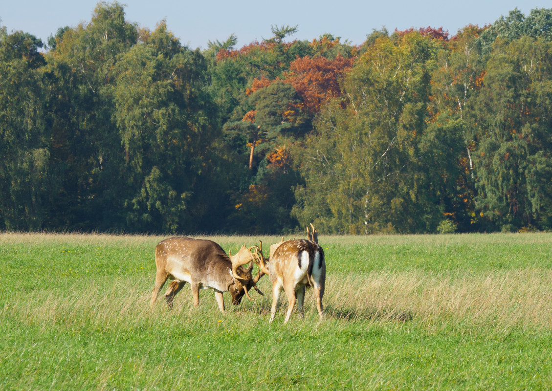 Kamp – Steen Hansen