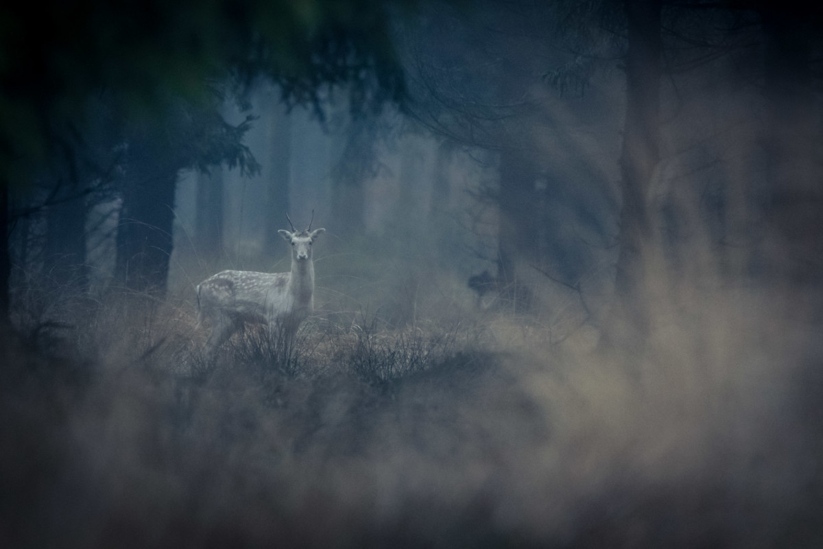 Oh deer – Thomas Eckhoff-Nissen