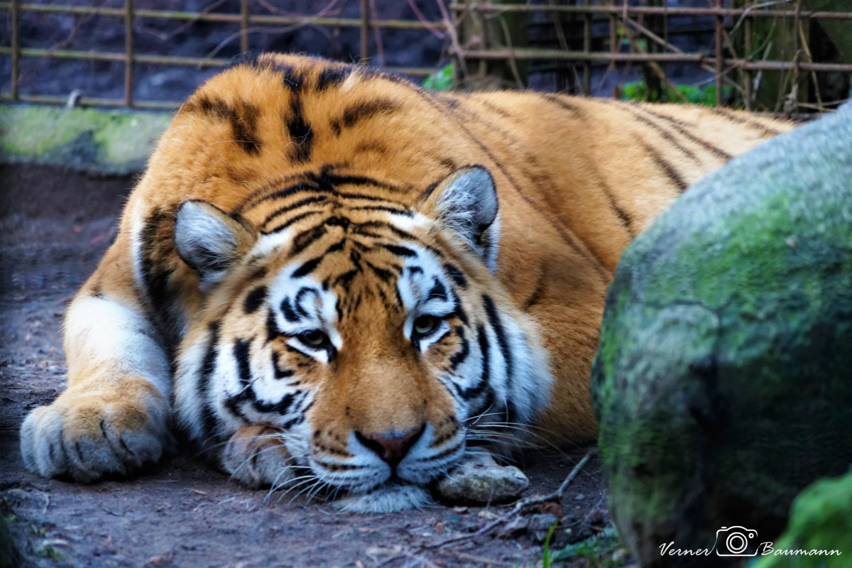 Tiger i Odense Zoo – verner baumann