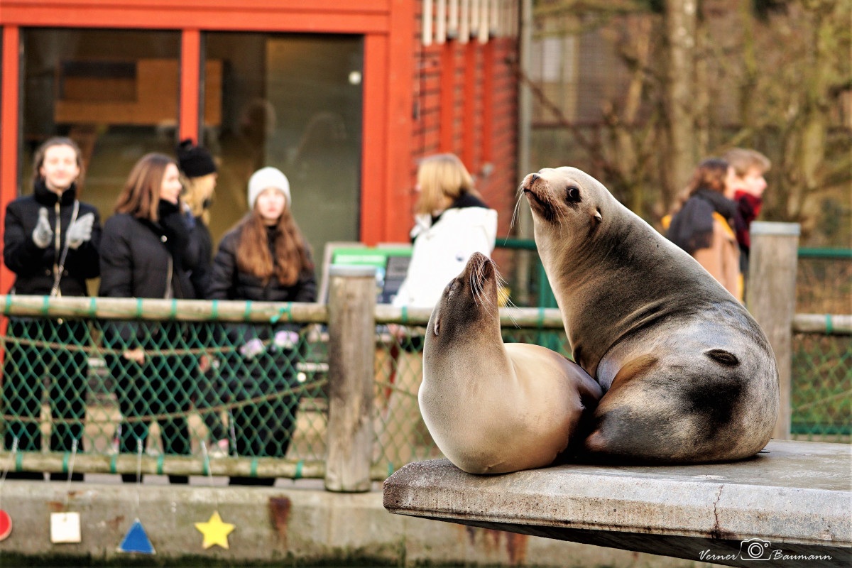 Søløve Odense Zoo – verner baumann