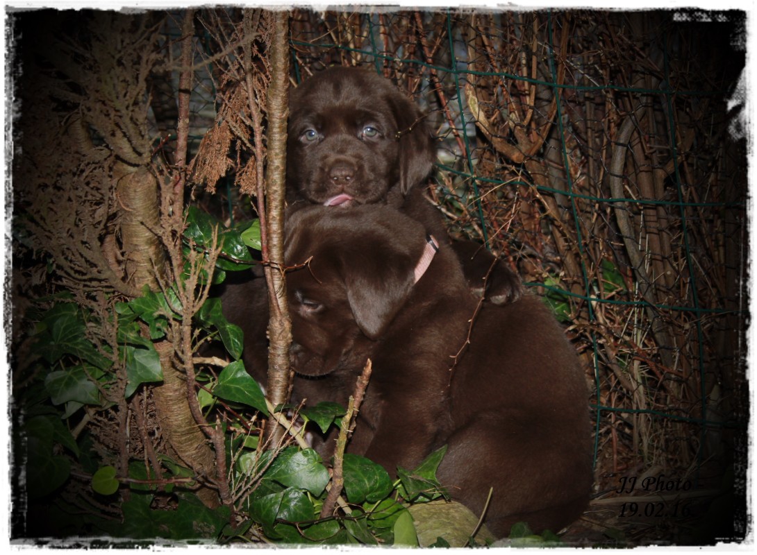 "Puppys".. – Jeanette Jensen