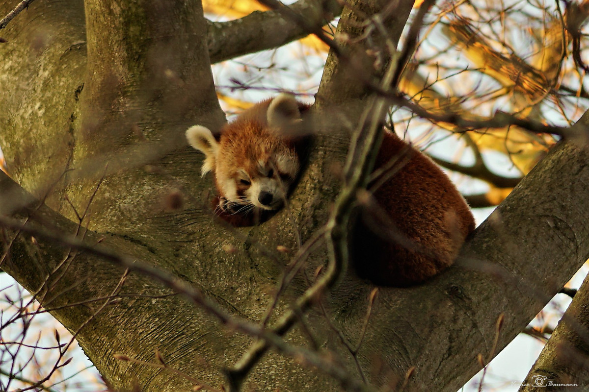 Rød Panda  – verner baumann