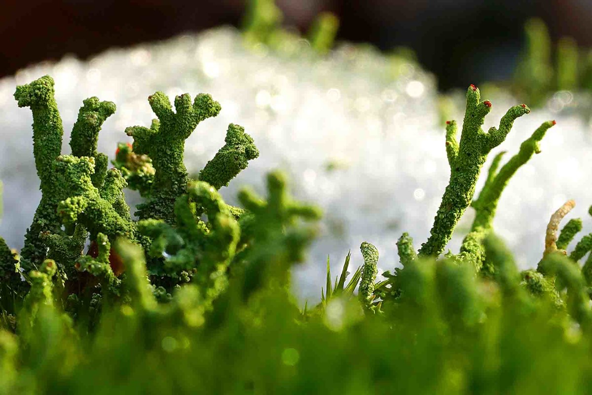 Blomst eller ikke blomst – Jessie Brodersen