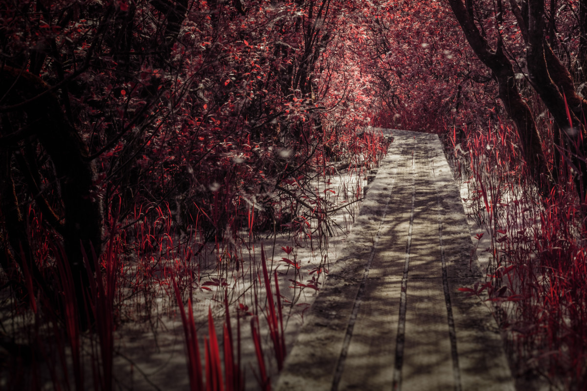 Rød sommer – Mikkel