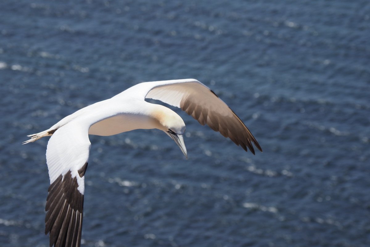Sule ved Helgoland – Birgitte Lund Jensen