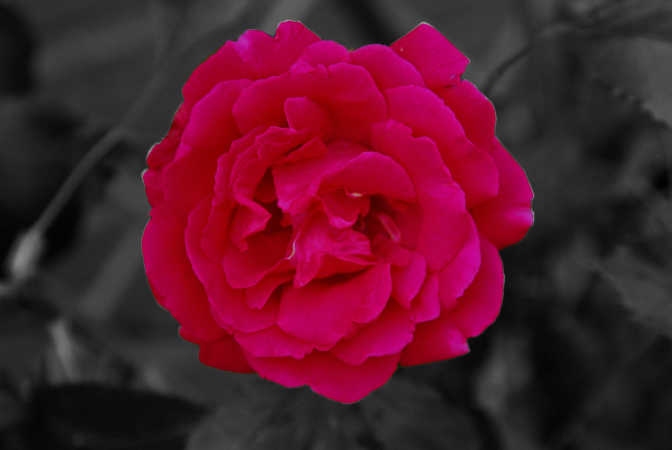 Rød blomst