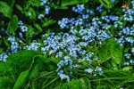 Blå blomster