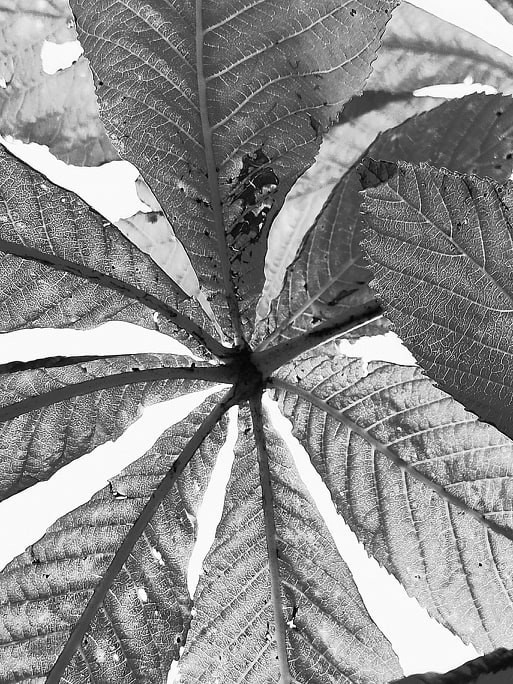 310 – Gaby Scheel