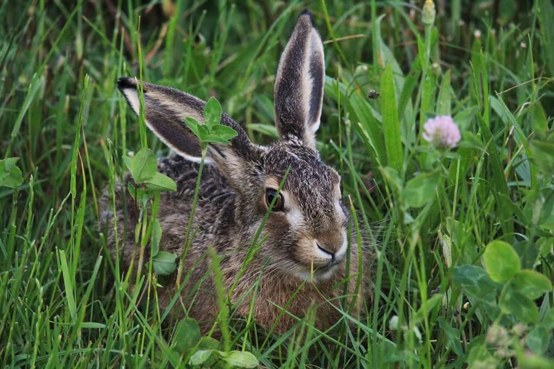 Hare undercover – Karina Lorenzen