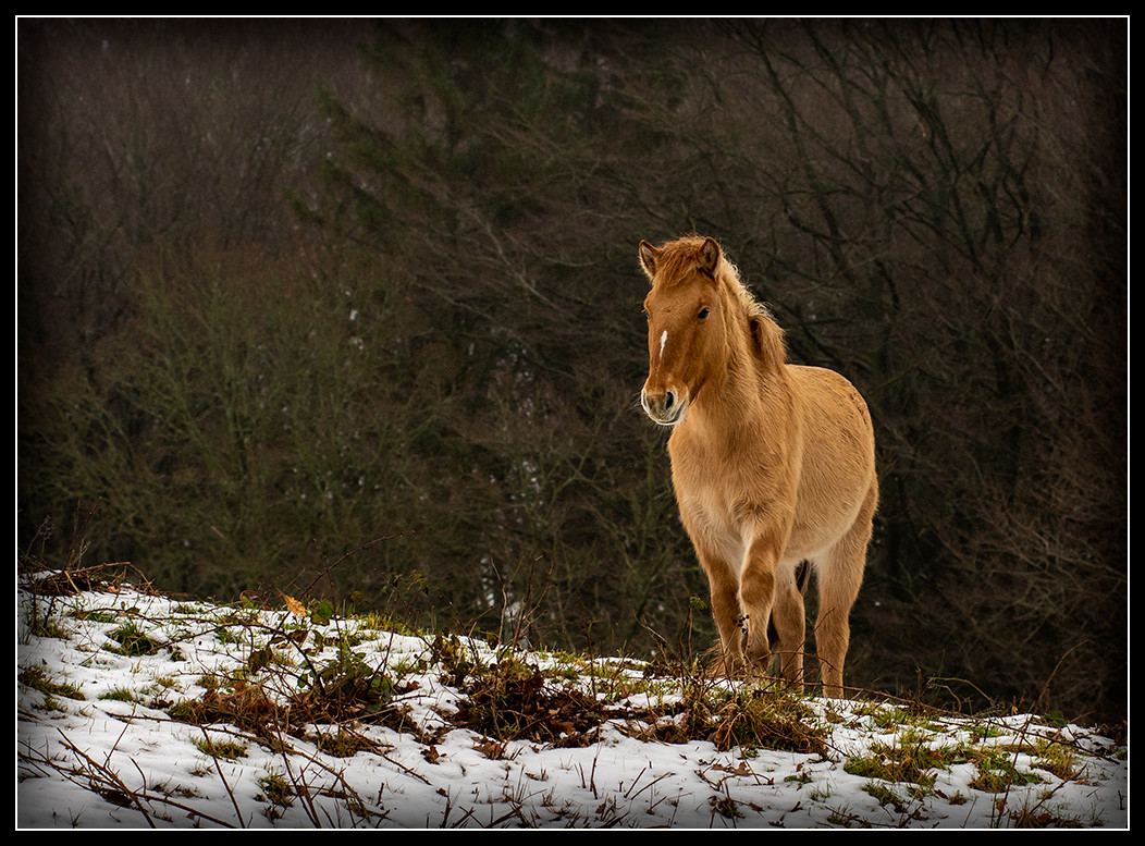 _DSC577Konik  – Derek Edwards