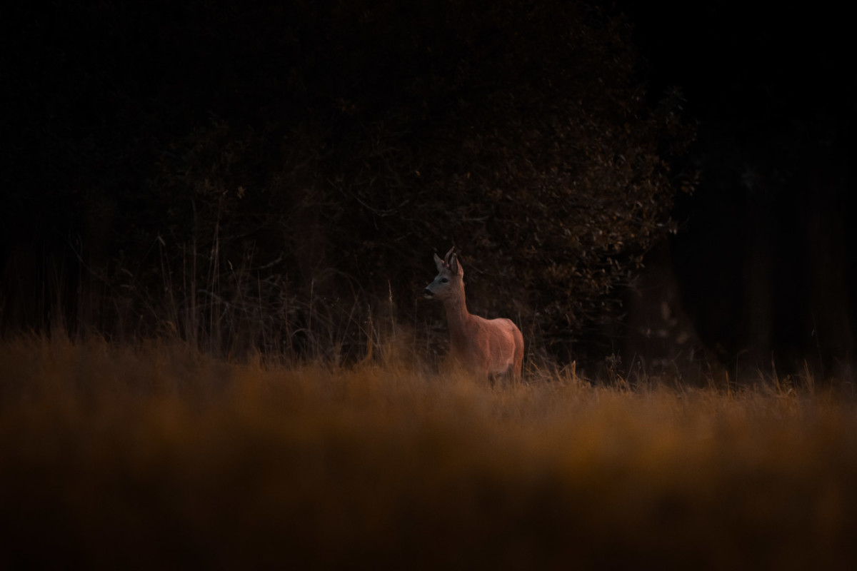 oh Deer – Thomas Eckhoff-Nissen
