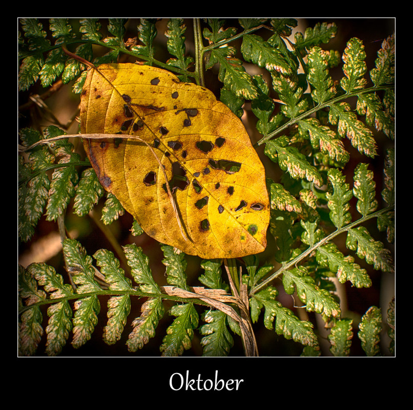 OKtober – Derek Edwards
