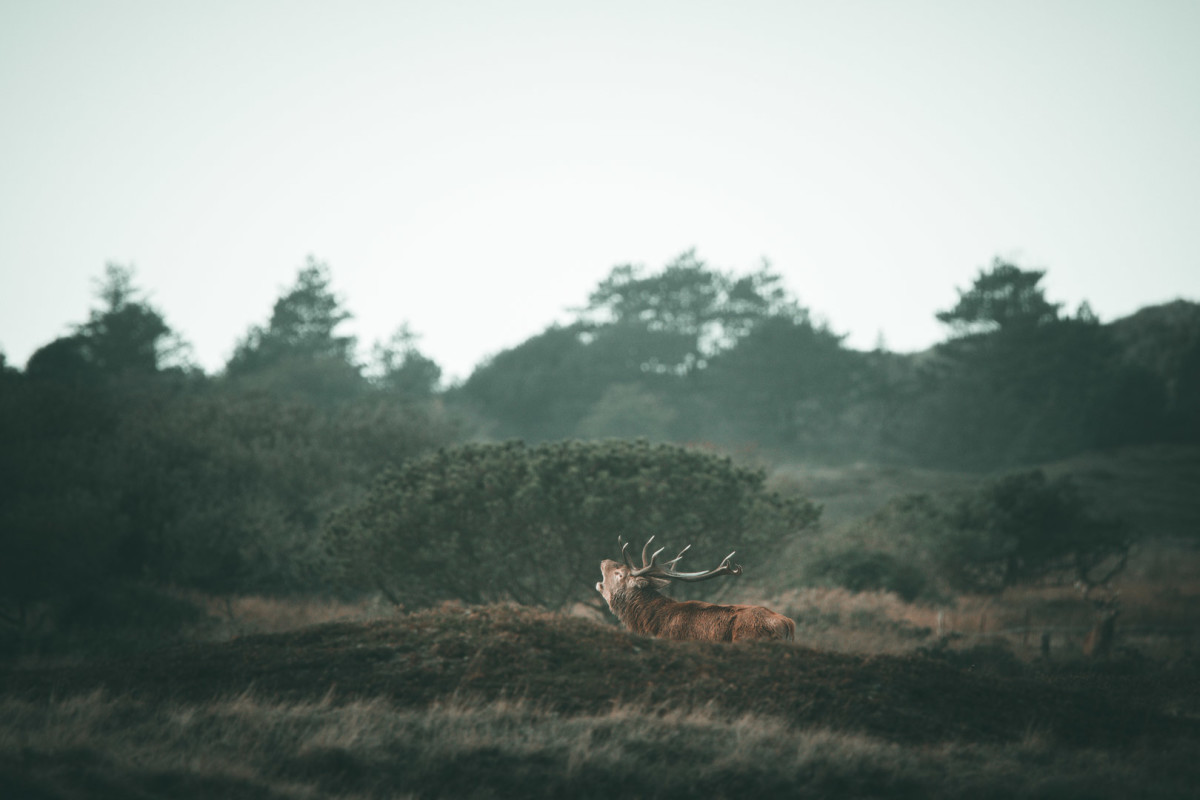 Roaring in the Woods – Thomas Eckhoff-Nissen