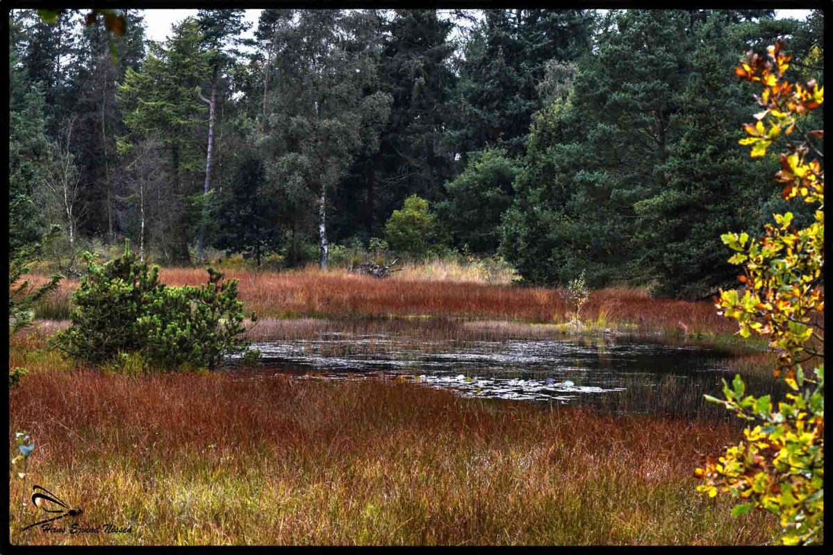 skov foto  – Hans Ejvind Nissen