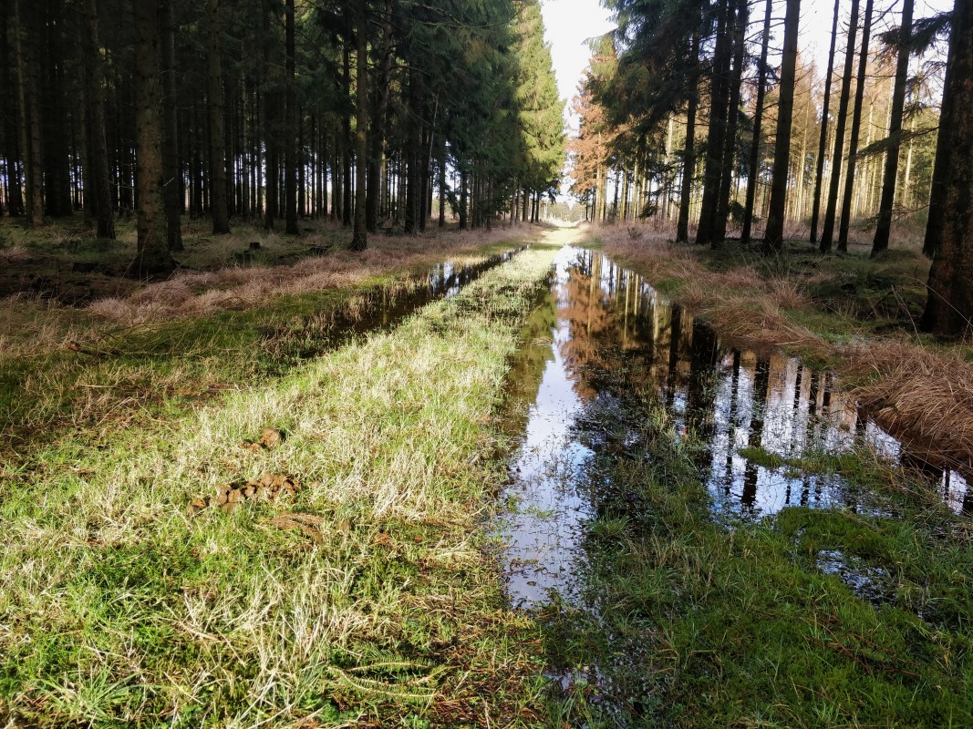 Vand i skoven – Karina Lorenzen
