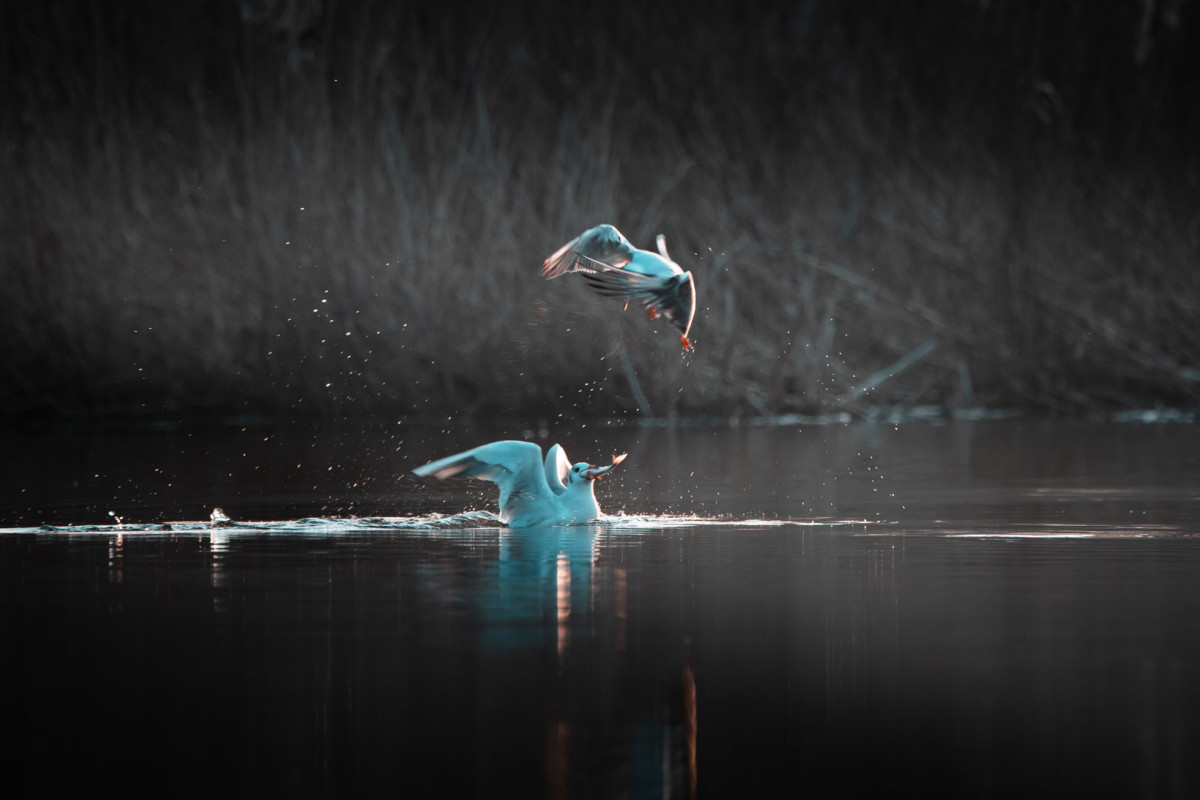F O T O T U R  – Thomas Eckhoff-Nissen