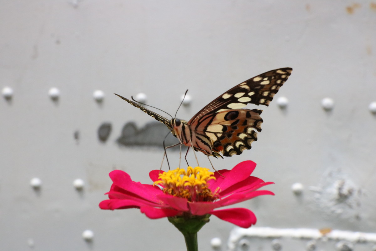 Butterfly from Laos, 2018 – Jesper Nielsen